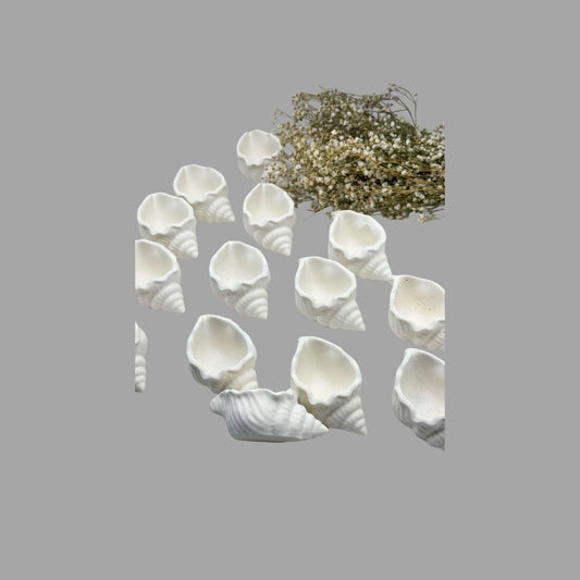 Set aus kleinen Muschelschalen
