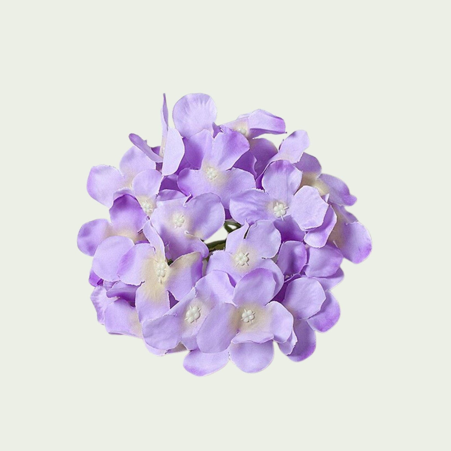 Fliederfarbene Hortensienblüte
